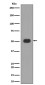 [KD]MLKL Rabbit mAb ABZ4647