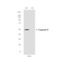 [KD]Caspase 8 Rabbit mAb ABZ4650