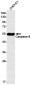[KD]Caspase 8 Rabbit mAb ABZ4650