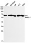 [KO]Beclin 1 Rabbit mAb ABZ4651
