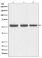 [KO]Beclin 1 Rabbit mAb ABZ4652