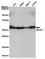 [KO]Beclin 1 Rabbit mAb ABZ4652