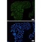 [KD]G3BP Rabbit mAb ABZ4655