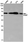[KD]G3BP Rabbit mAb ABZ4655