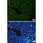 [KD]G3BP Rabbit mAb ABZ4656
