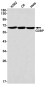 [KD]G3BP Rabbit mAb ABZ4656