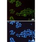 [KD]p150 CAF1 Rabbit mAb ABZ4657