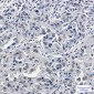 [KD]p150 CAF1 Rabbit mAb ABZ4657