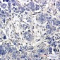[KO]LRP1 Rabbit mAb ABZ4658