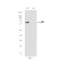 [KO]LRP1 Rabbit mAb ABZ4658