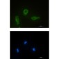 [KO]Bcl-XL Rabbit mAb ABZ4659