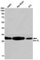 [KO]Bcl-XL Rabbit mAb ABZ4659