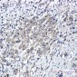 [KO]SHP2 Rabbit mAb ABZ4660