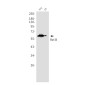[KD]Rel B Rabbit mAb ABZ4662
