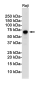 [KD]Rel B Rabbit mAb ABZ4662
