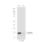 [KD]CDC42 Rabbit mAb ABZ4666