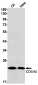 [KD]CDC42 Rabbit mAb ABZ4666