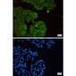 [KD]eIF3B Rabbit mAb ABZ4667