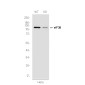 [KD]eIF3B Rabbit mAb ABZ4667