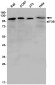 [KD]eIF3B Rabbit mAb ABZ4667