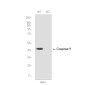 [KO]Caspase 9 Rabbit mAb ABZ4668