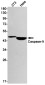 [KO]Caspase 9 Rabbit mAb ABZ4668
