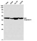 [KD]Caspase 9 Rabbit mAb ABZ4669
