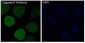 [KD]Cleaved-Caspase 9 Rabbit mAb ABZ4670