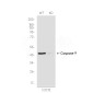 [KD]Cleaved-Caspase 9 Rabbit mAb ABZ4670