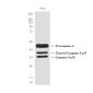 [KD]Cleaved-Caspase 9 Rabbit mAb ABZ4670