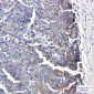 [KO]Eph receptor B4/HTK Rabbit mAb ABZ4671