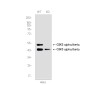 [KD]GSK3 alpha/beta Rabbit mAb ABZ4672