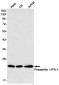 [KD]Presenilin 1 Rabbit mAb ABZ4674