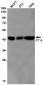 [KD]CT A Rabbit mAb ABZ4676