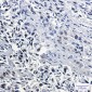 [KO]Thyroid Transcription Factor 1 Rabbit mAb ABZ4678