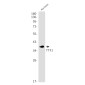 [KO]Thyroid Transcription Factor 1 Rabbit mAb ABZ4678