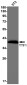 [KO]Thyroid Transcription Factor 1 Rabbit mAb ABZ4678