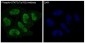 [KO]Phospho-STAT3 (Tyr705) Rabbit mAb ABZ4682