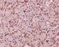 [KO]Phospho-STAT3 (Tyr705) Rabbit mAb ABZ4682
