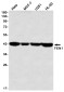 [KD]FEN1 Rabbit mAb ABZ4684