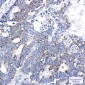 [KD]CD147 Rabbit mAb ABZ4685