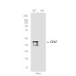 [KD]CD147 Rabbit mAb ABZ4685