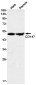 [KD]CD147 Rabbit mAb ABZ4685