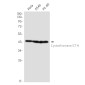 [KO]Cystathionase Rabbit mAb ABZ4688