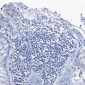 [KD]PKC delta Rabbit mAb ABZ4689