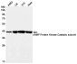 [KD]cAMP Protein Kinase Catalytic Subunit Rabbit mAb ABZ4690