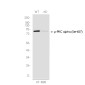 [KD]Phospho-PKC alpha (Ser657) Rabbit mAb ABZ4691