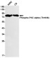 [KO]Phospho-PKC alpha (Thr638) Rabbit mAb ABZ4692