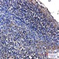 [KO]Aldolase Rabbit mAb ABZ4694