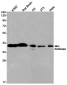 [KO]Aldolase Rabbit mAb ABZ4694